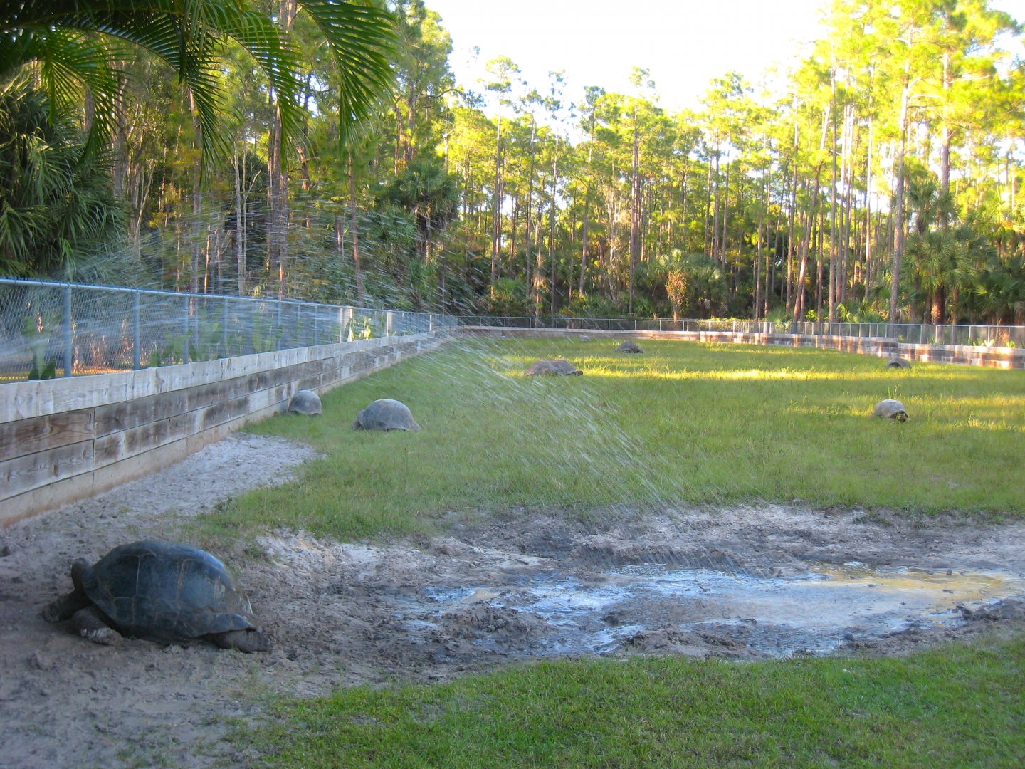 ALDABRA BREEDER