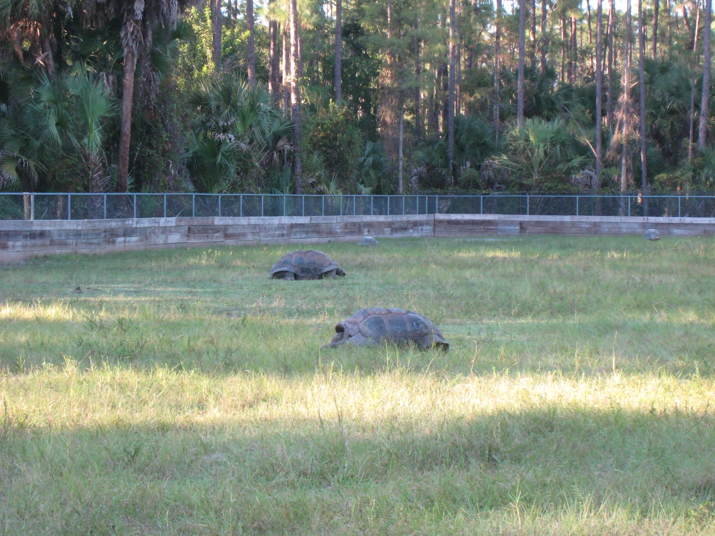 ALDABRA BREEDER
