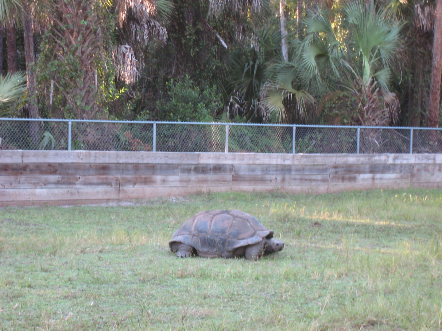 ALDABRA BREEDER