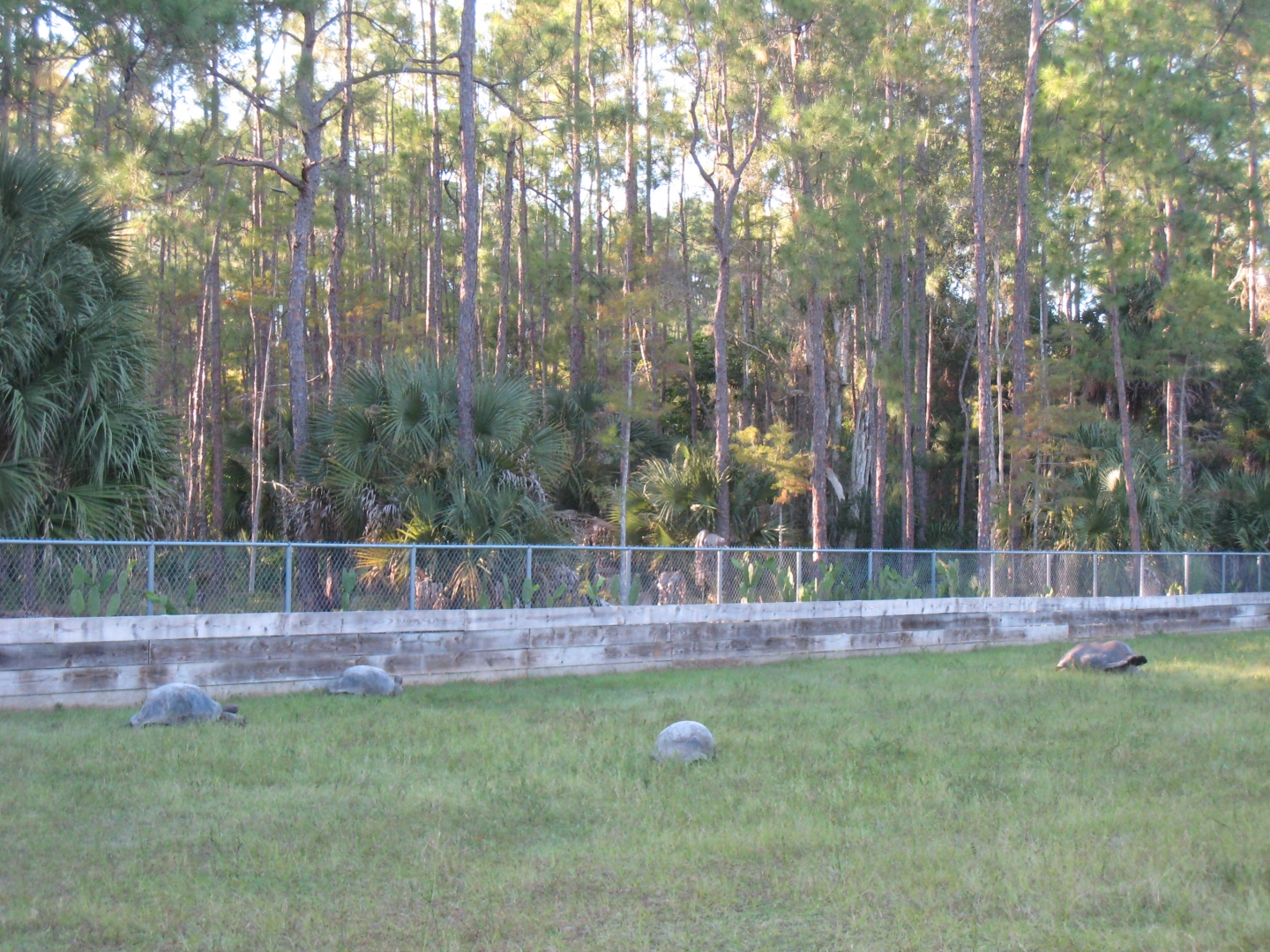 ALDABRA BREEDER