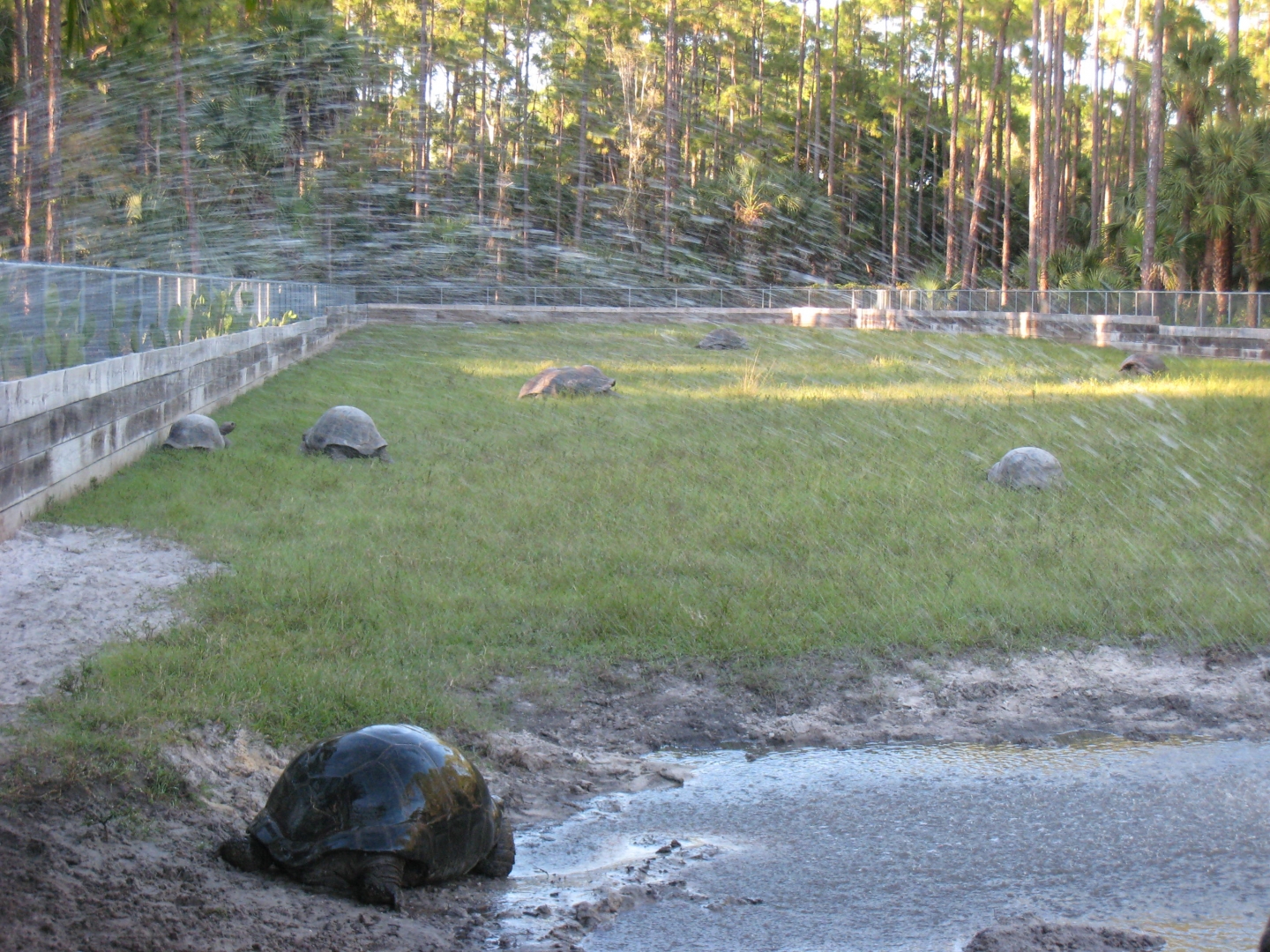 ALDABRA BREEDER