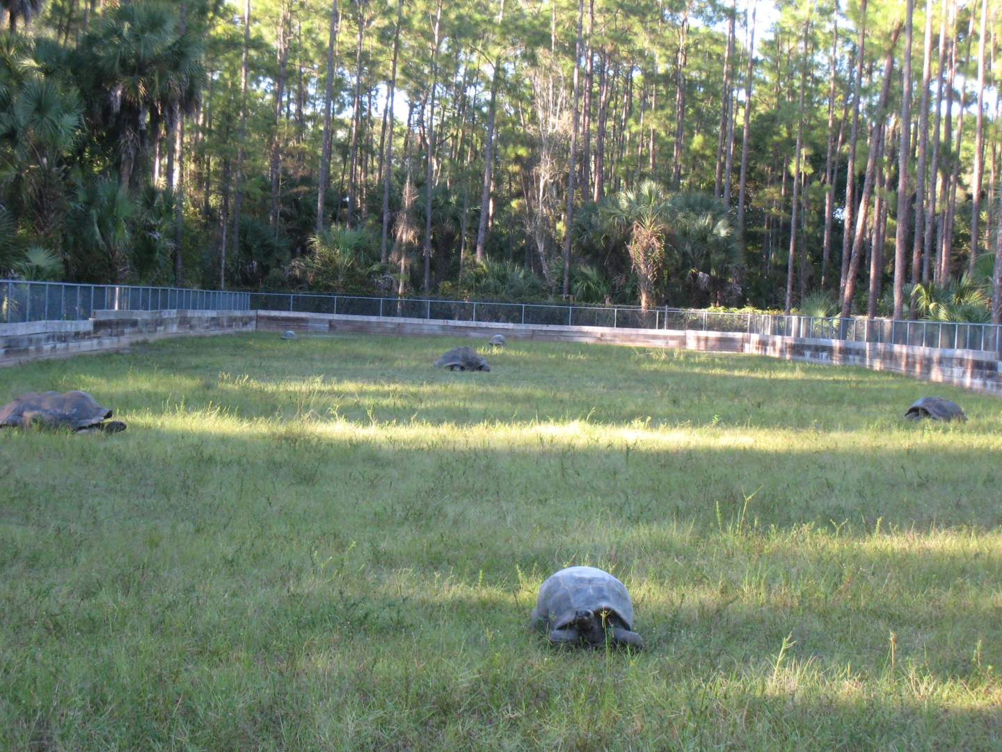ALDABRA BREEDER