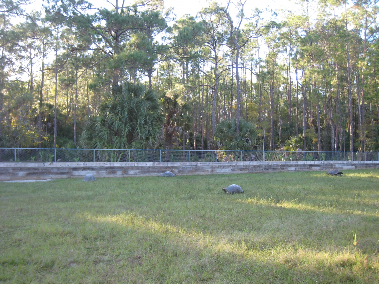 ALDABRA BREEDER