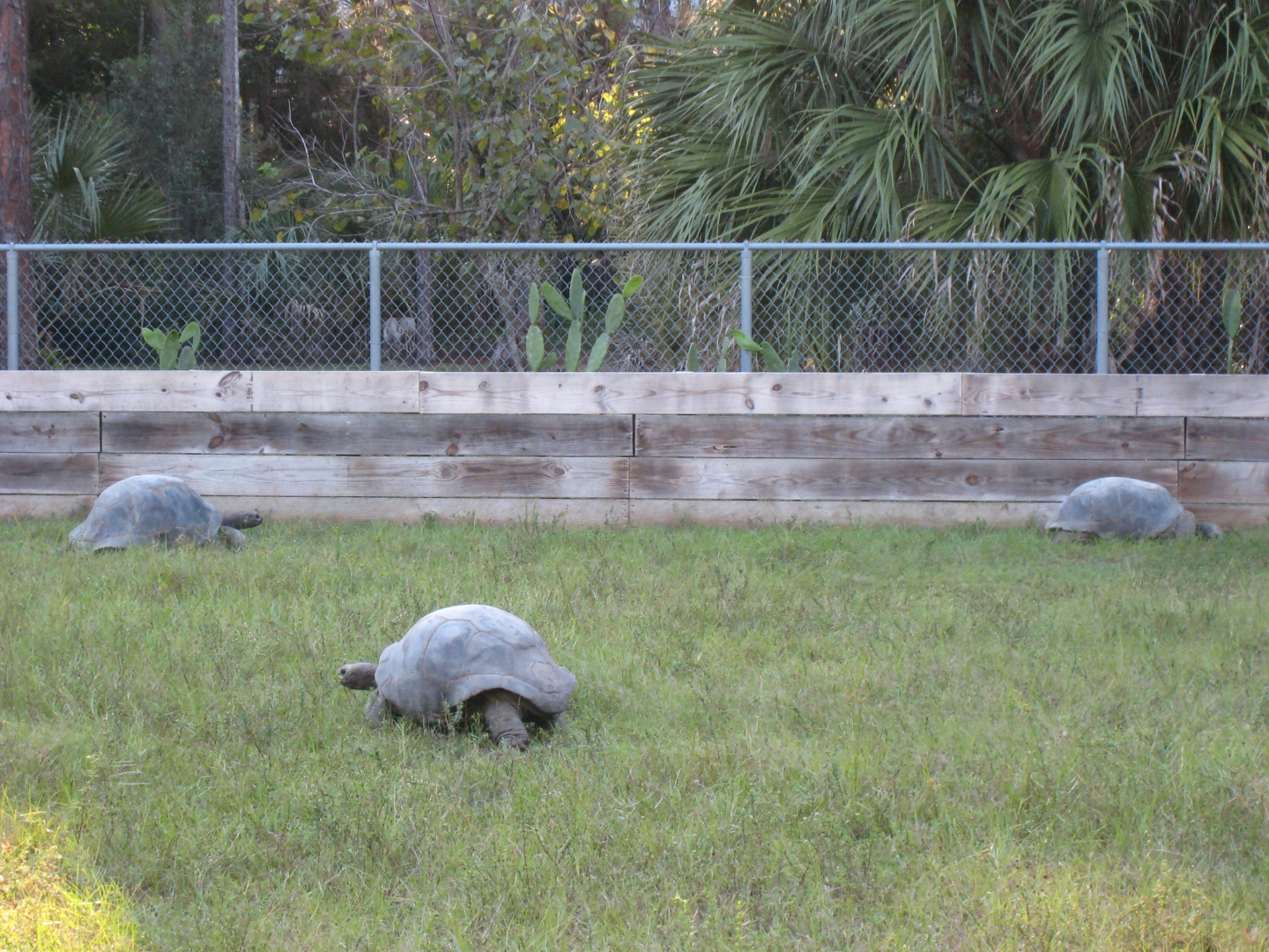 ALDABRA BREEDER