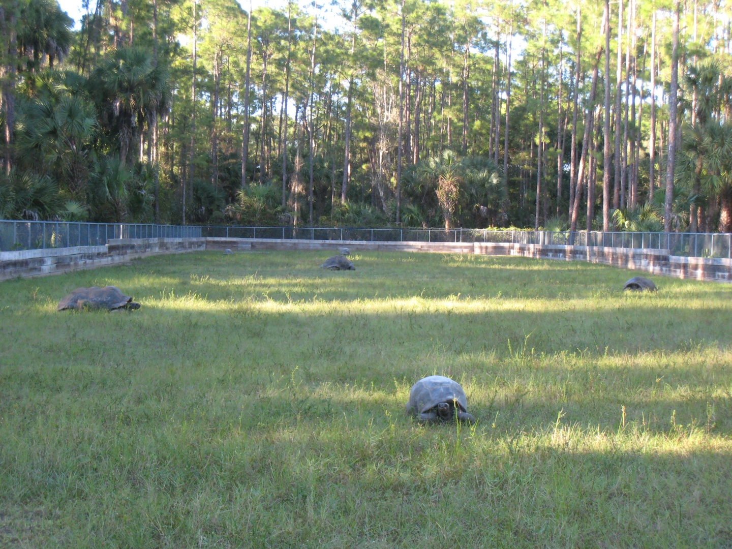 ALDABRA BREEDER