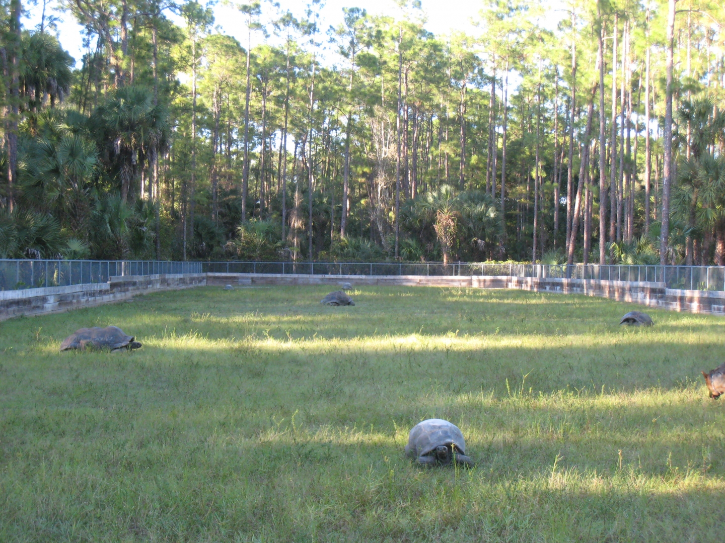 ALDABRA BREEDER
