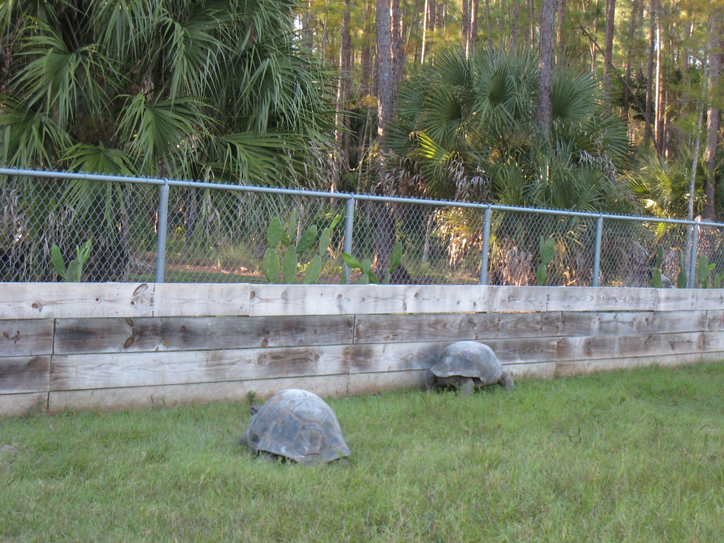 ALDABRA BREEDER