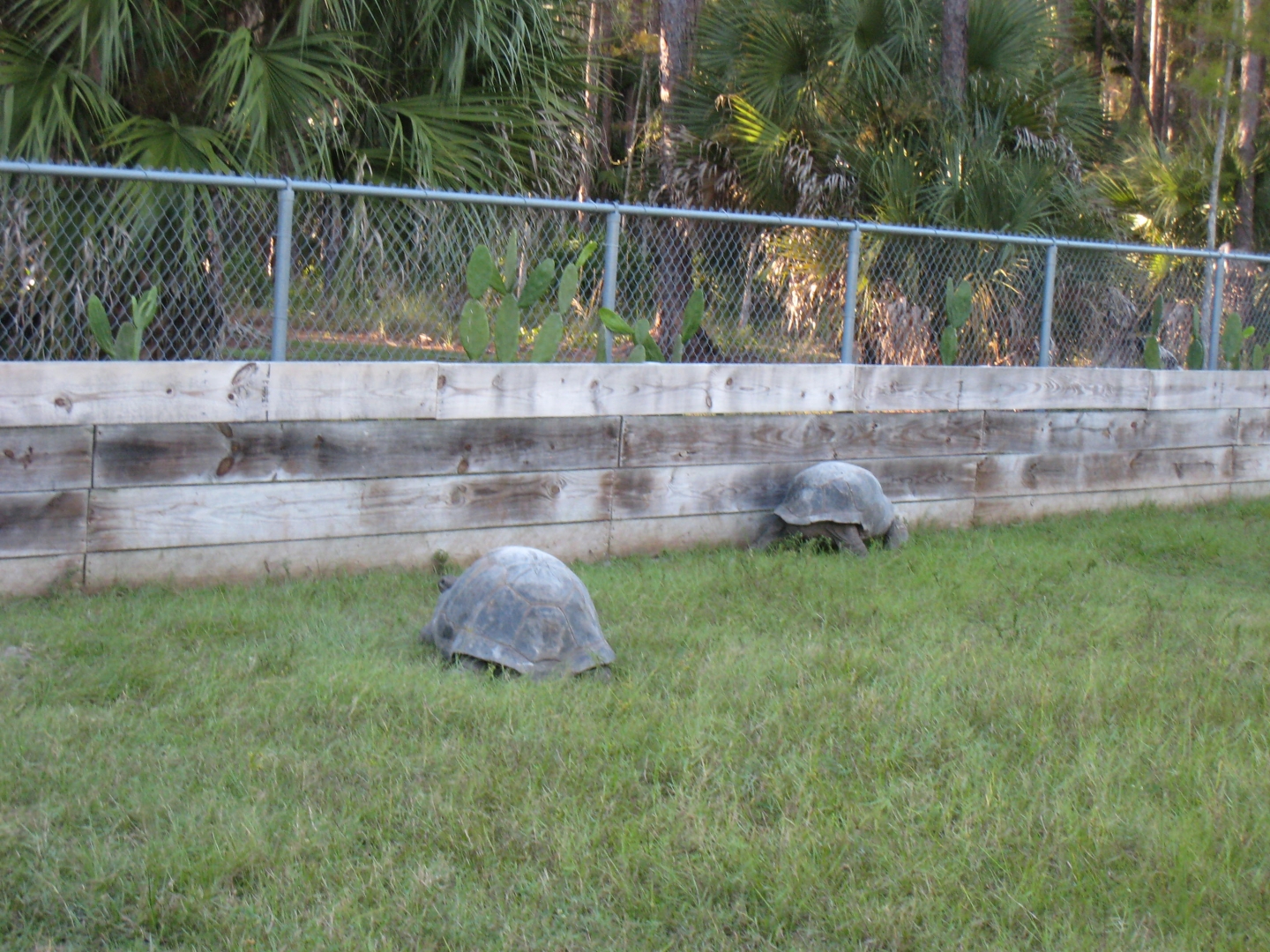 ALDABRA BREEDER