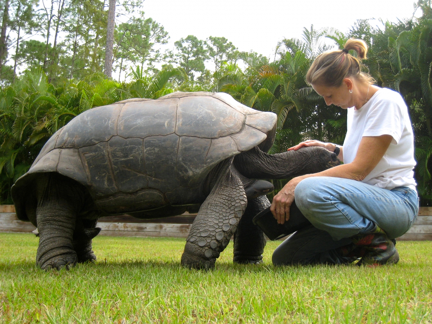 ALDABRA BREEDER