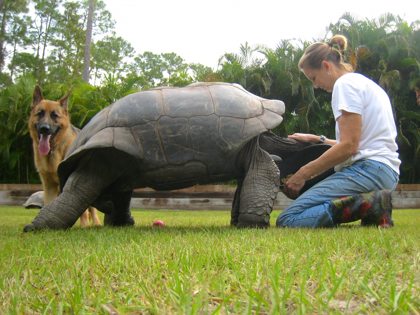 ALDABRA BREEDER