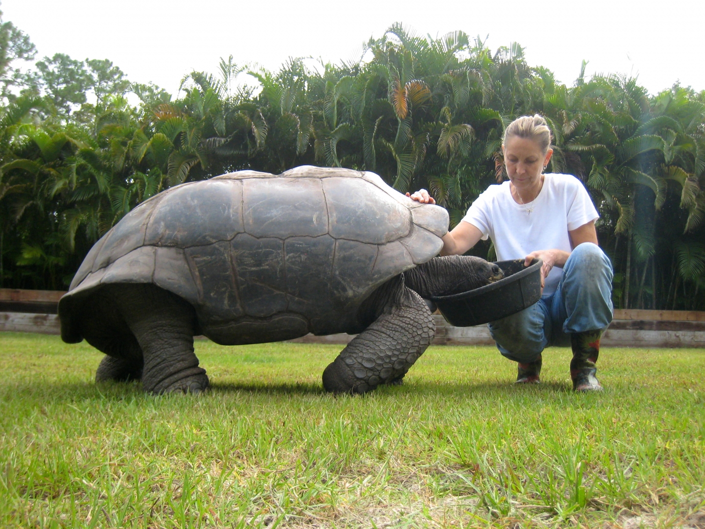 ALDABRA BREEDER