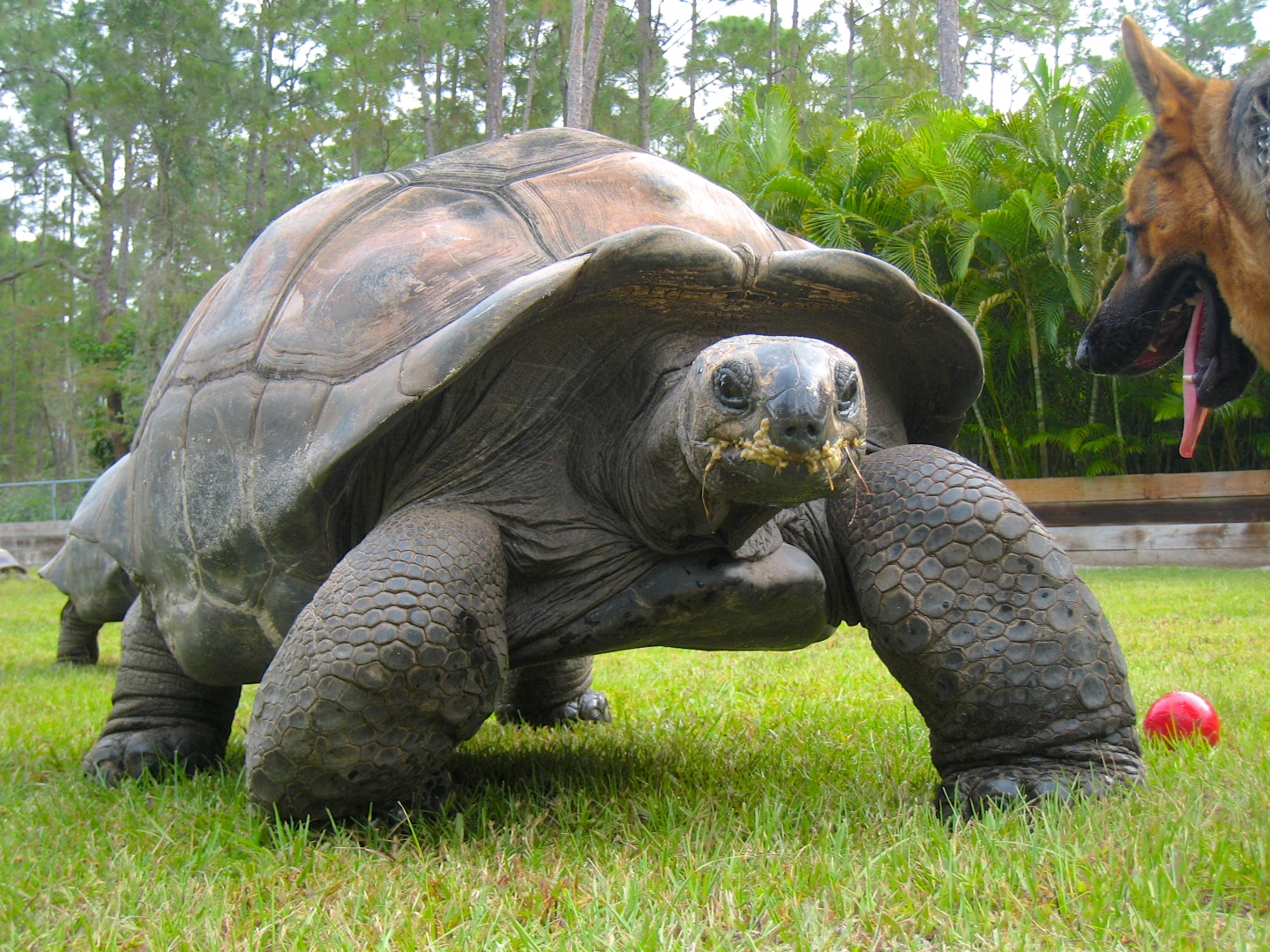 ALDABRA BREEDER