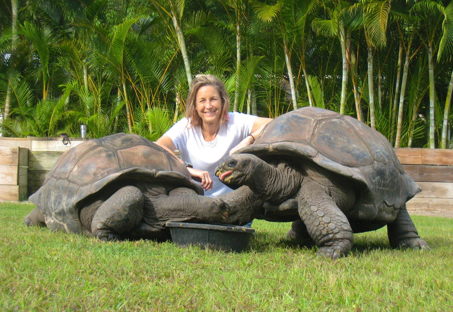 ALDABRA BREEDER
