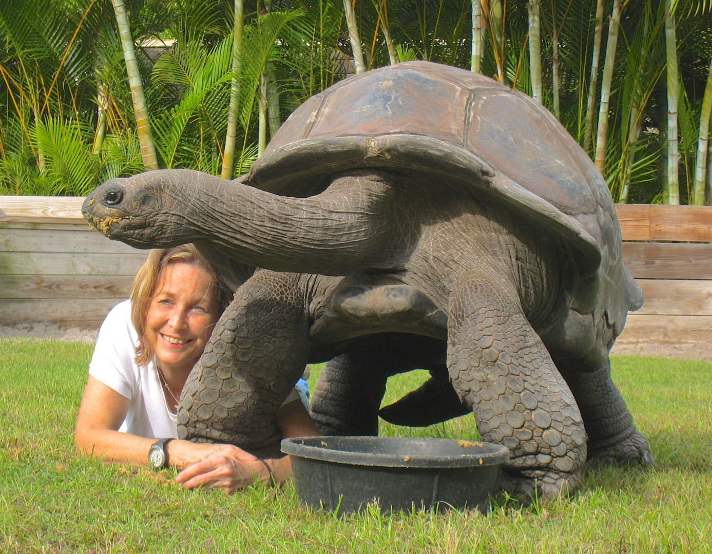ALDABRA BREEDER