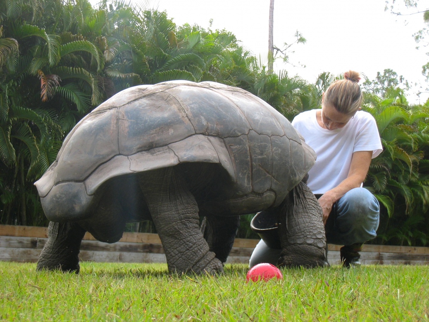 ALDABRA BREEDER
