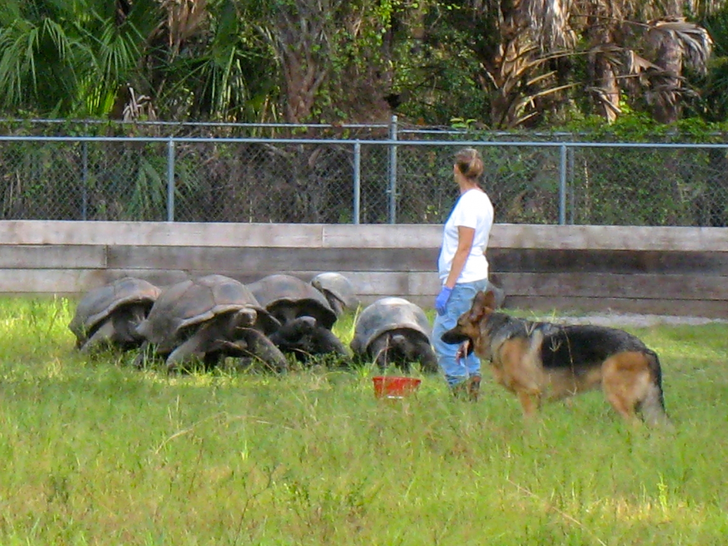 ALDABRA BREEDER