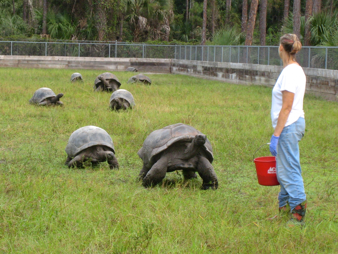 ALDABRA BREEDER