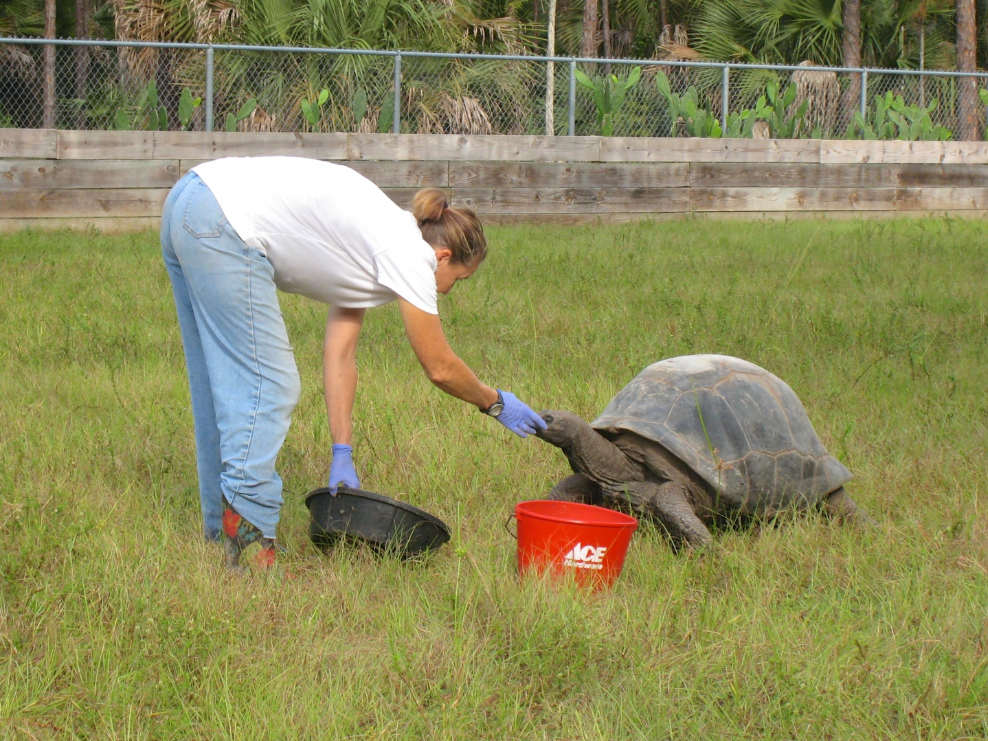ALDABRA BREEDER