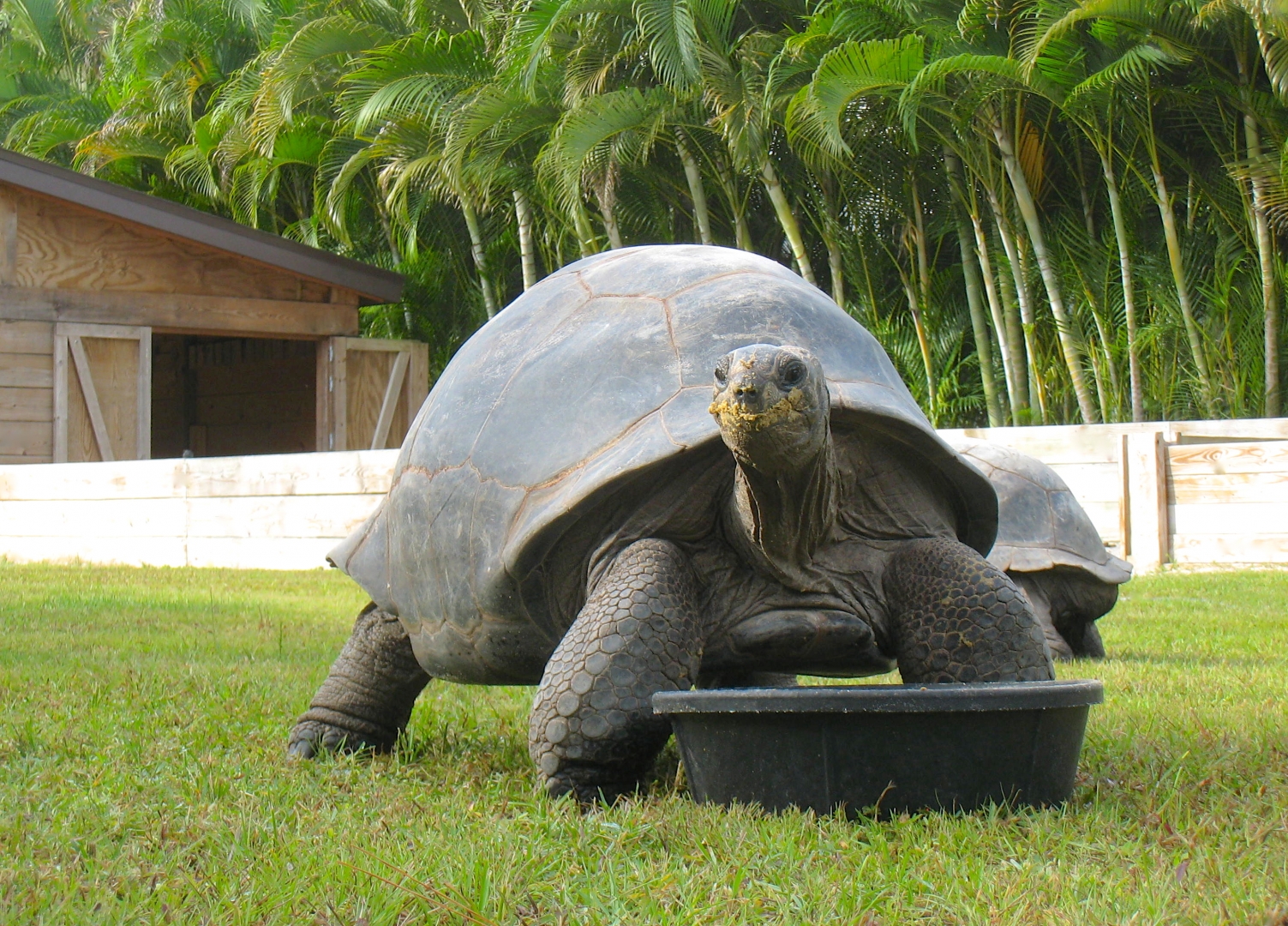 ALDABRA BREEDER