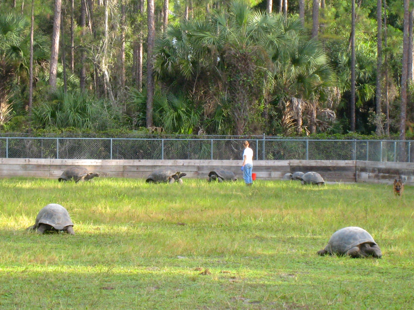 ALDABRA BREEDER