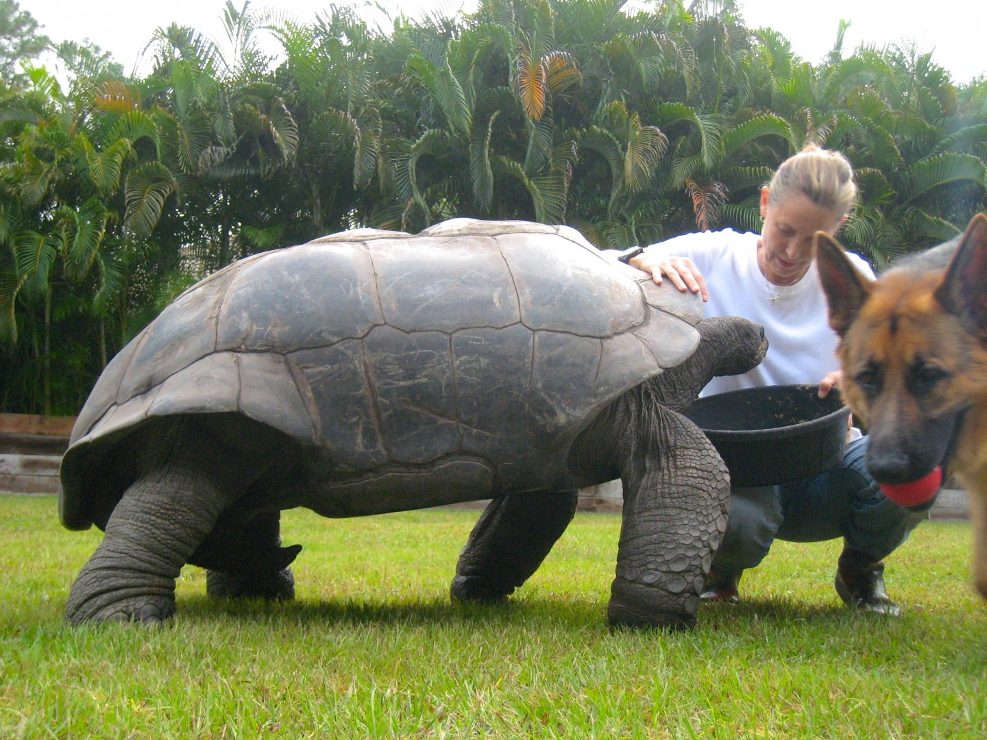ALDABRA BREEDER