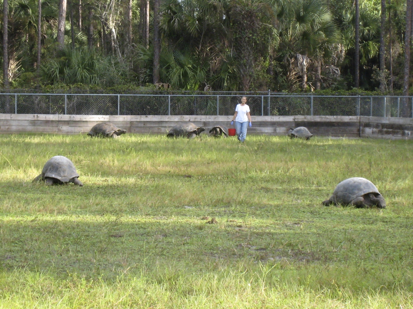 ALDABRA BREEDER