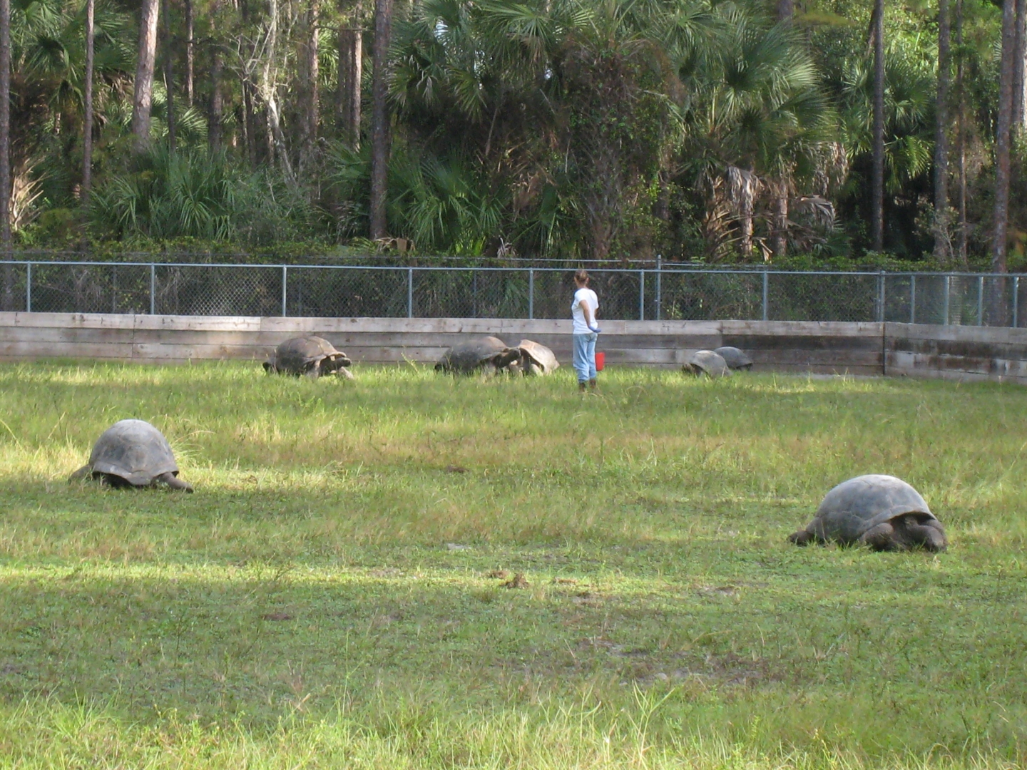 ALDABRA BREEDER