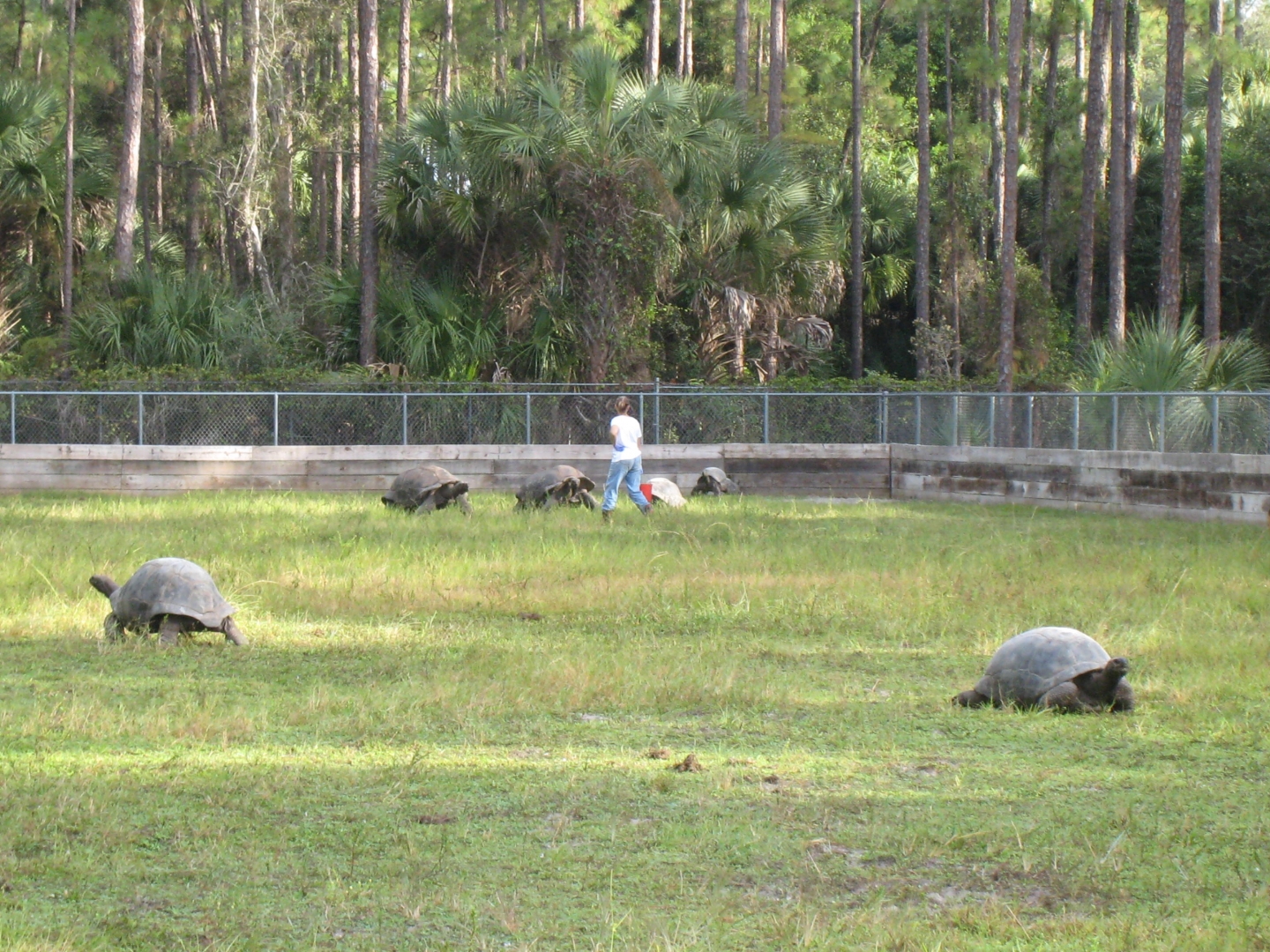 ALDABRA BREEDER