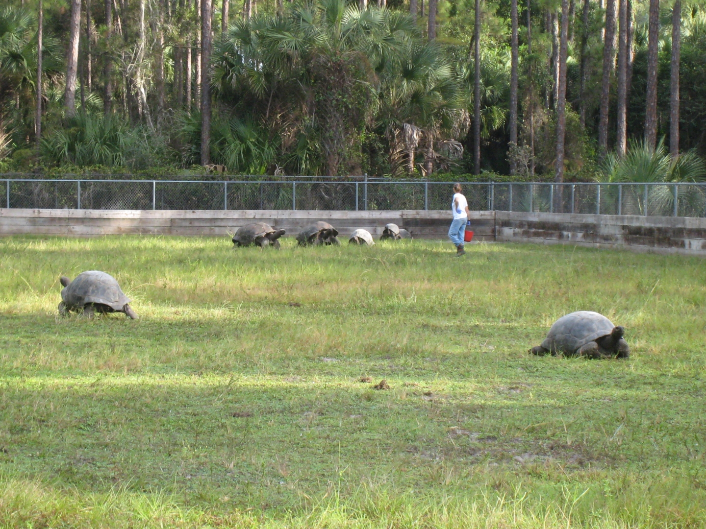 ALDABRA BREEDER
