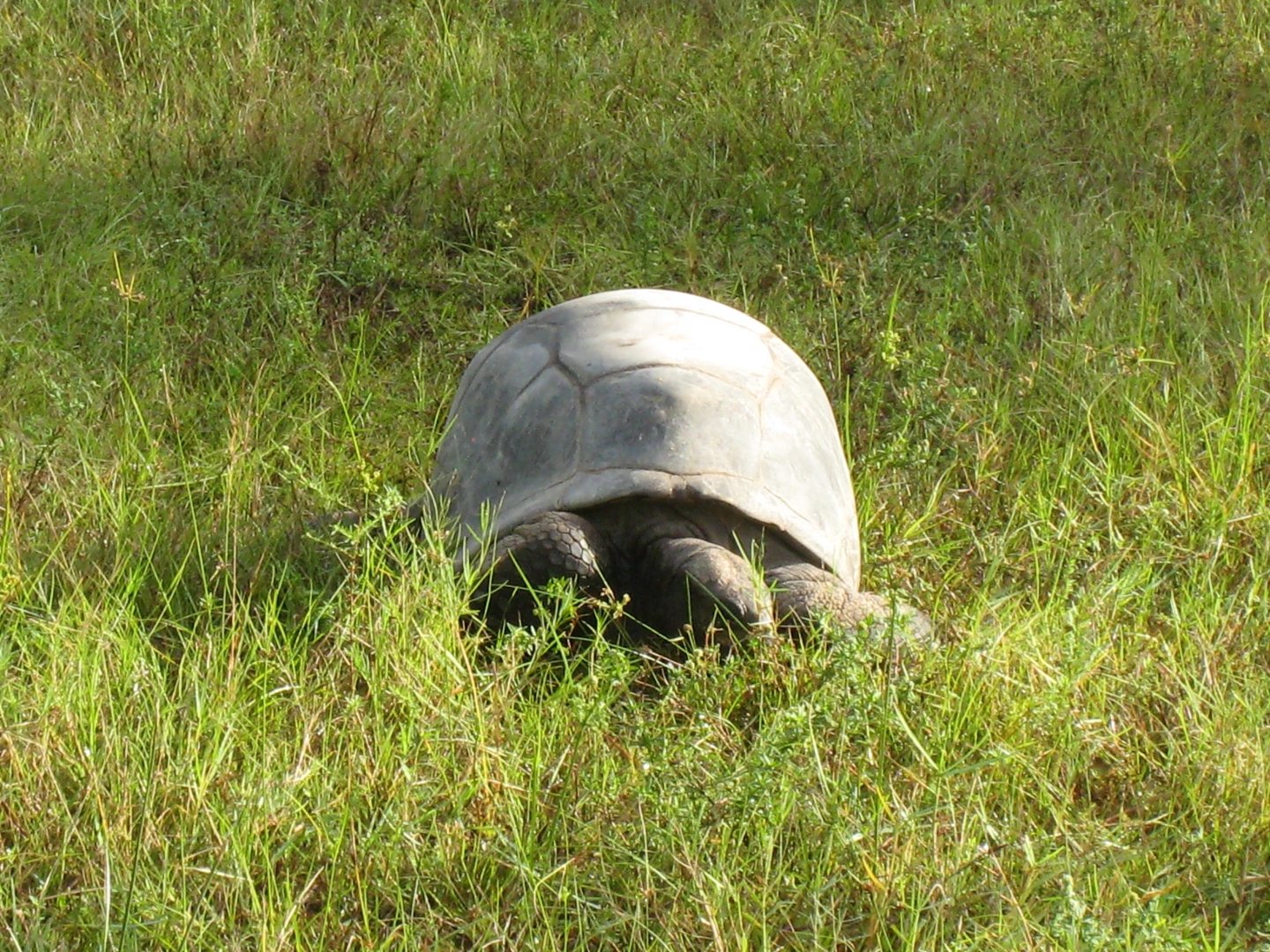 ALDABRA BREEDER