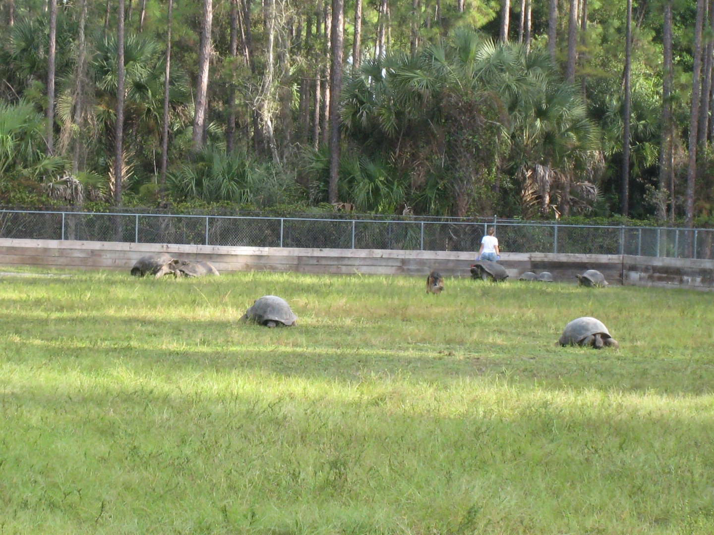 ALDABRA BREEDER