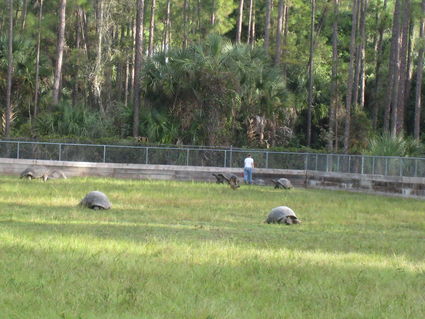 ALDABRA BREEDER