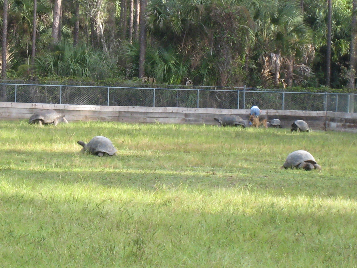 ALDABRA BREEDER
