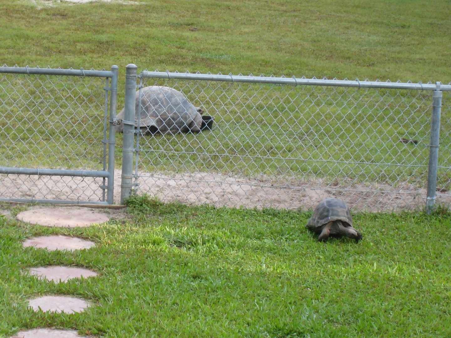 ALDABRA BREEDER