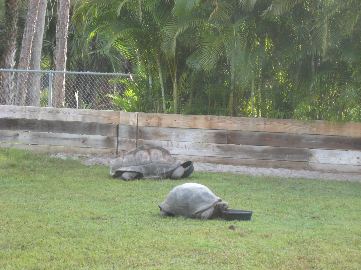 ALDABRA BREEDER