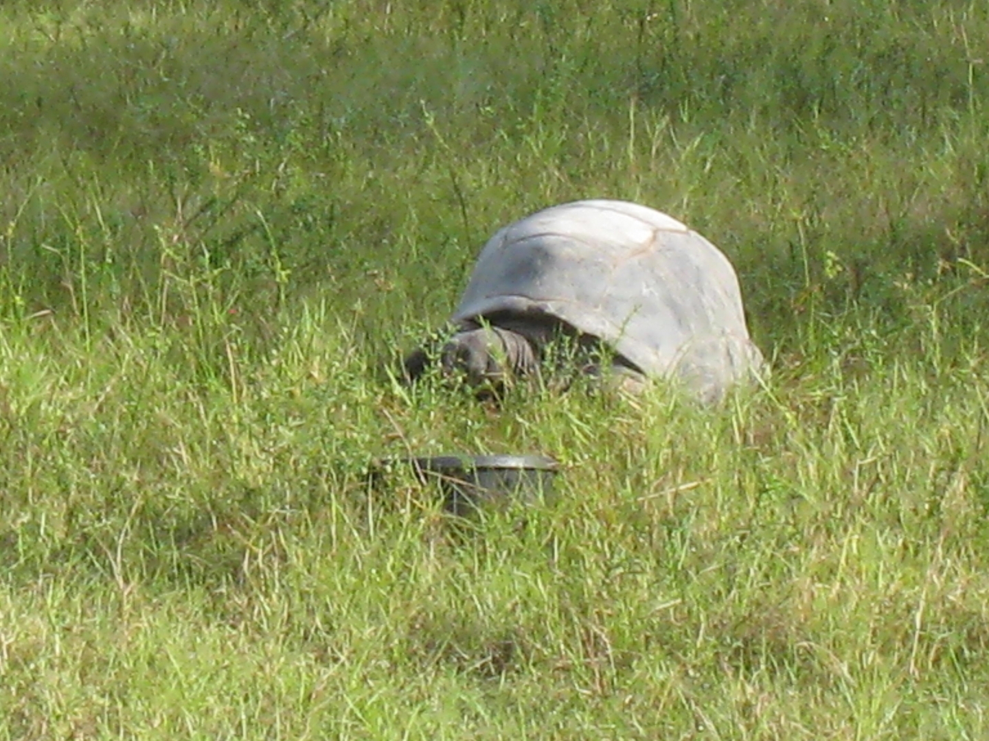 ALDABRA BREEDER