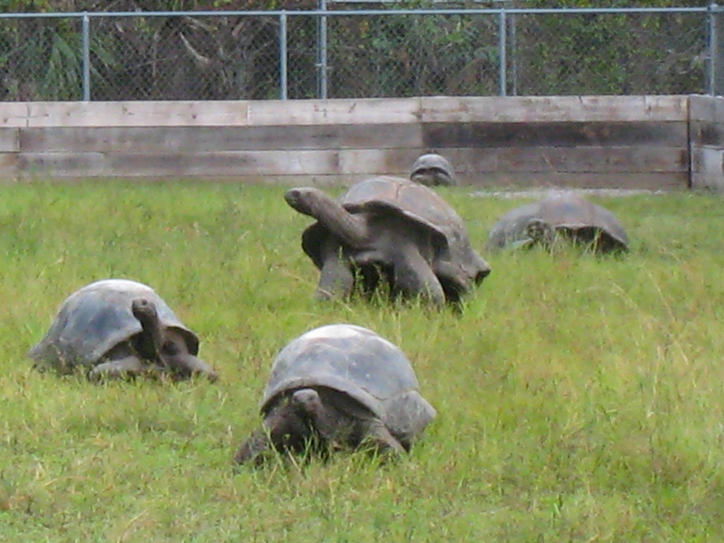 ALDABRA BREEDER