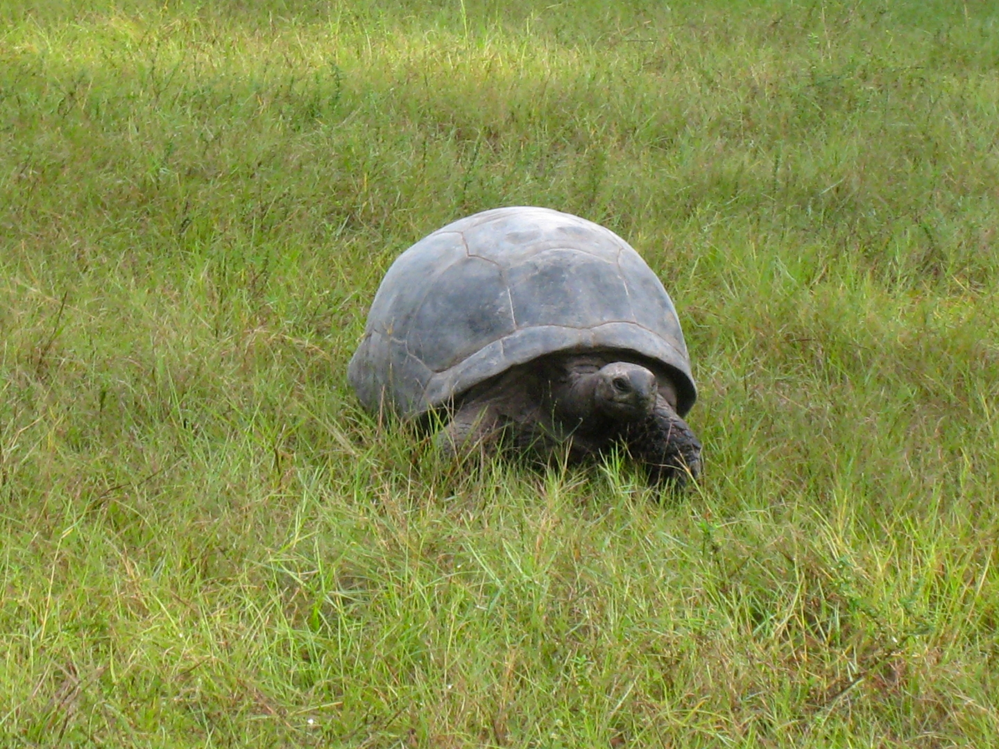 ALDABRA BREEDER