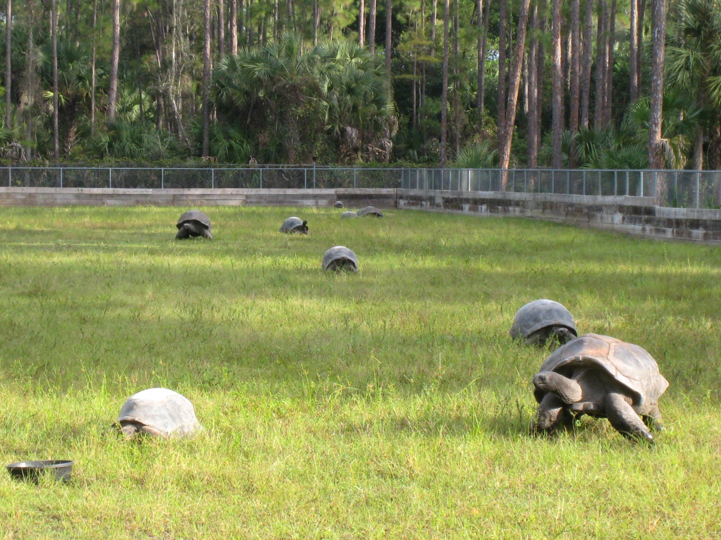 ALDABRA BREEDER