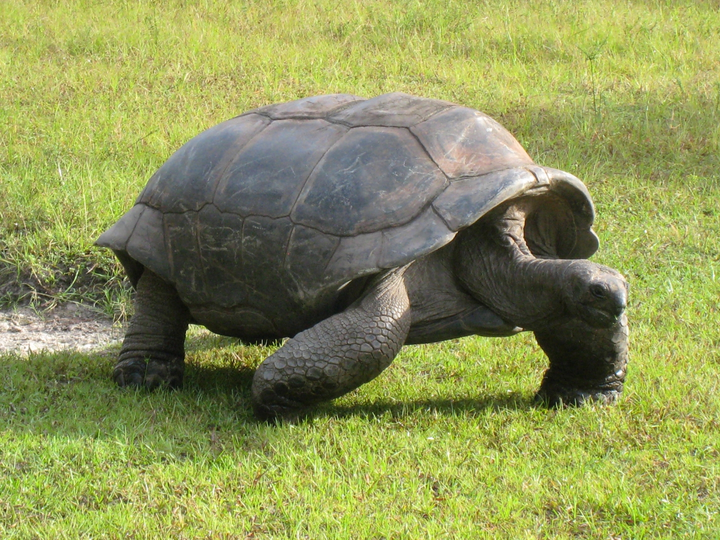 ALDABRA BREEDER