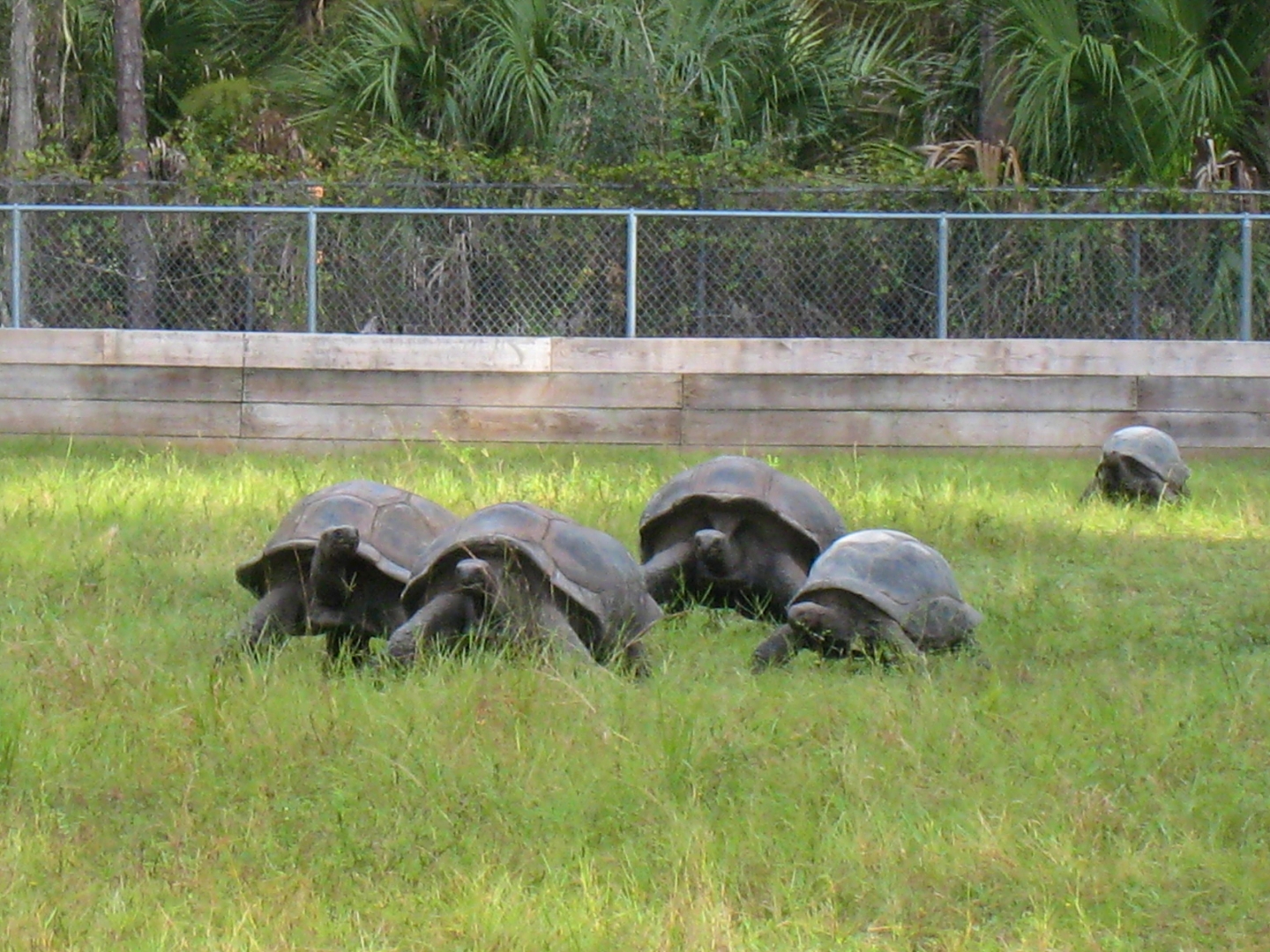 ALDABRA BREEDER