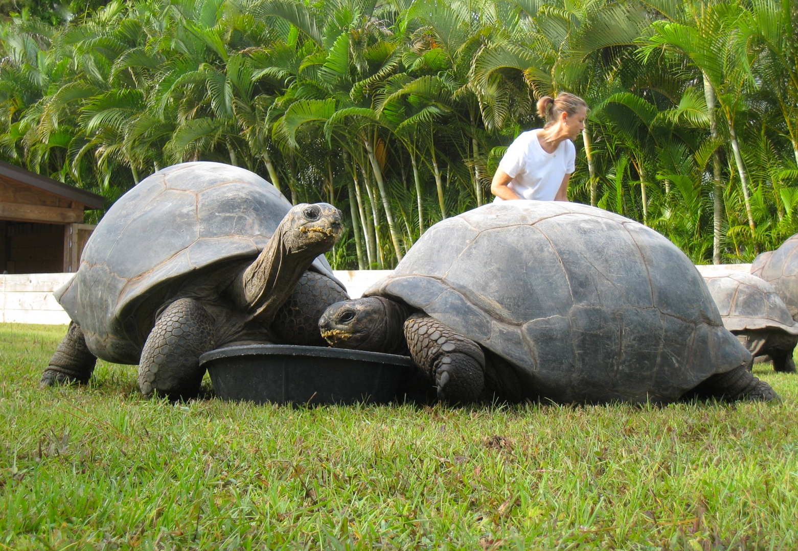 ALDABRA BREEDER
