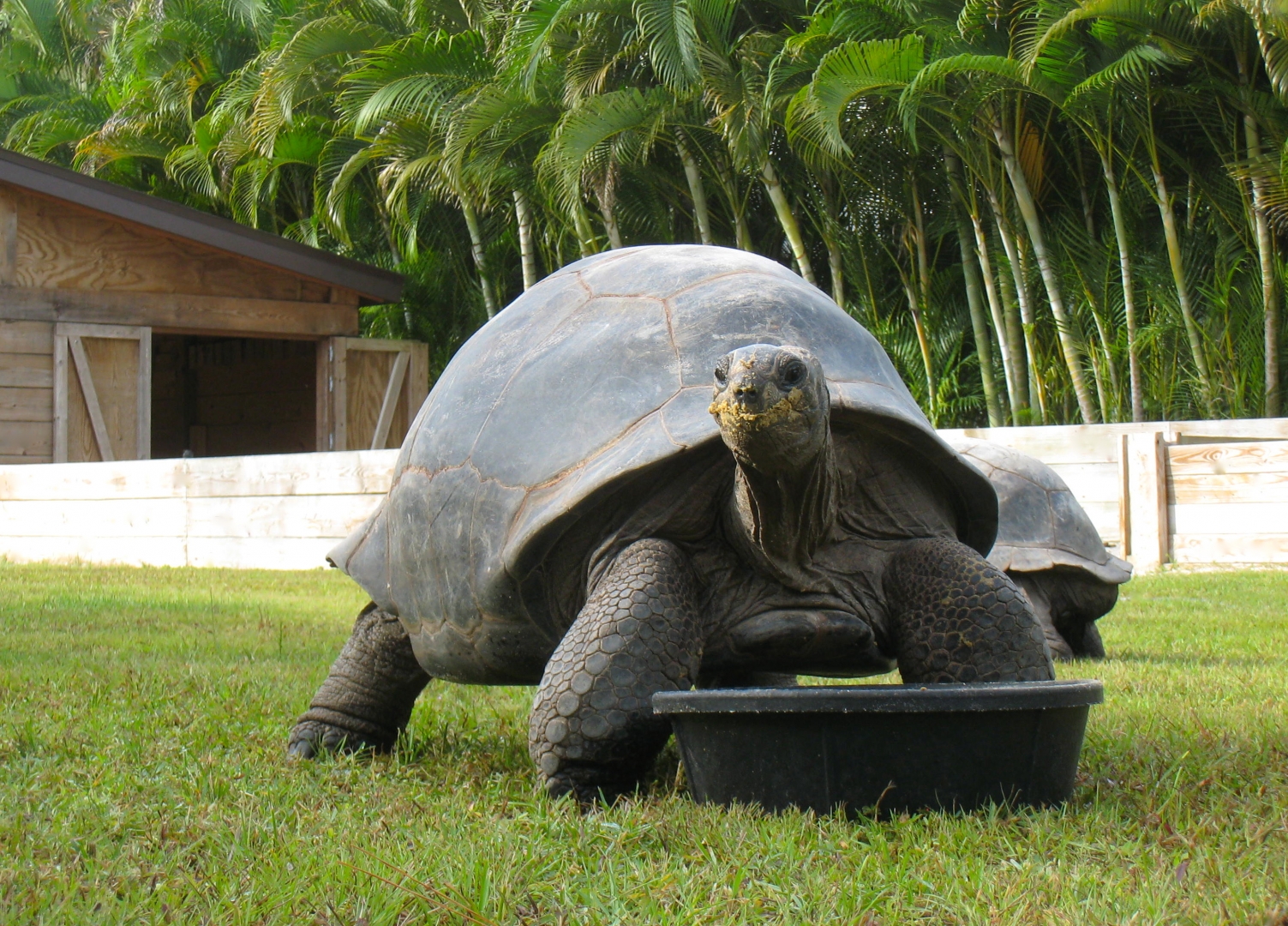 ALDABRA BREEDER
