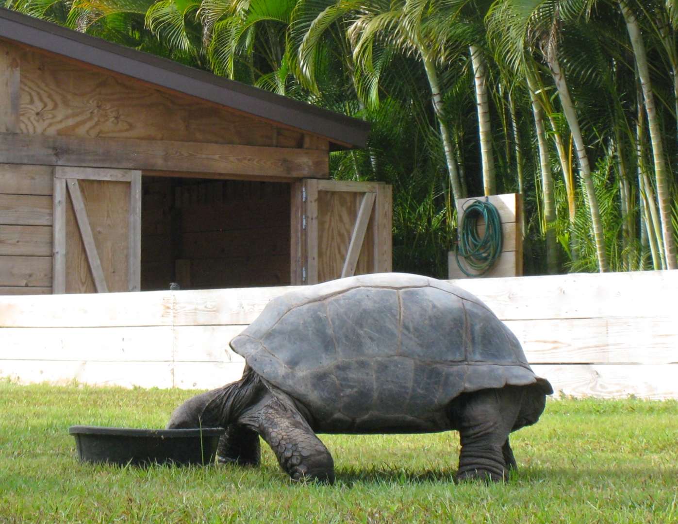 ALDABRA BREEDER