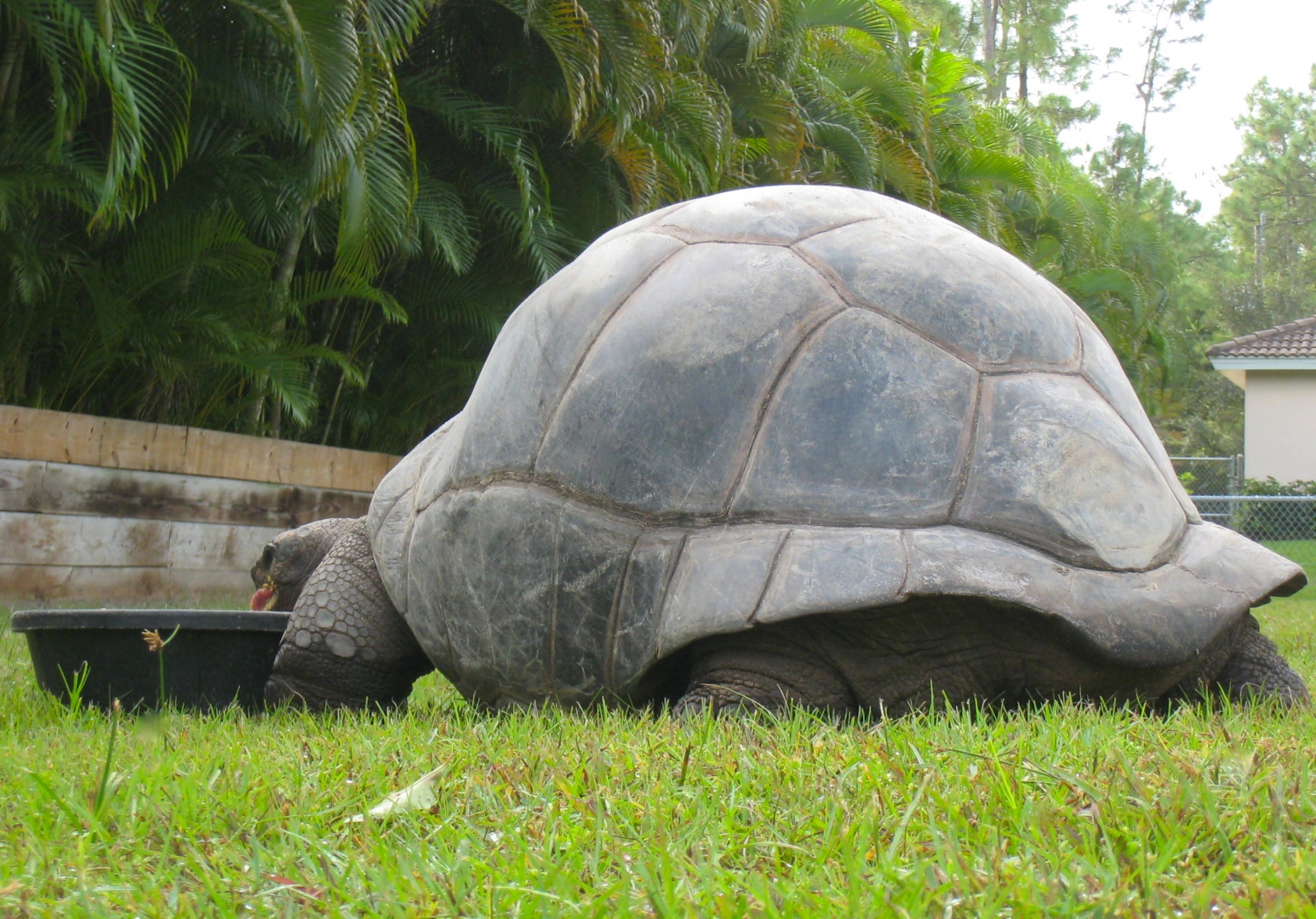 ALDABRA BREEDER