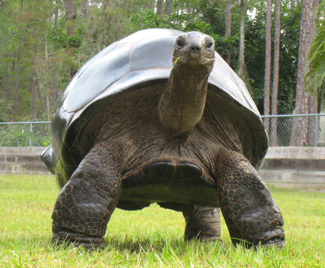ALDABRA BREEDER