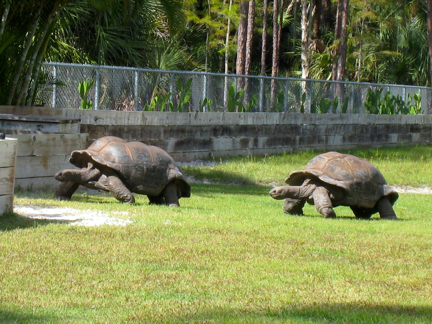 ALDABRA BREEDER