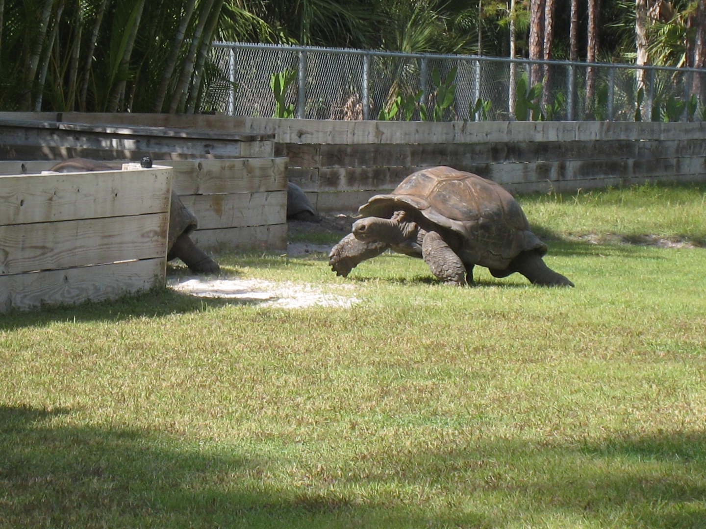 ALDABRA BREEDER