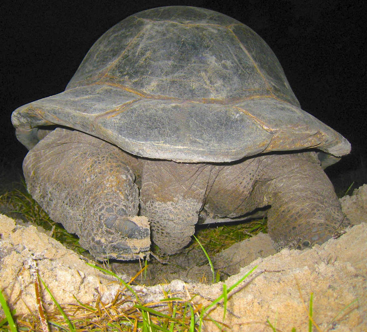 ALDABRA BREEDER