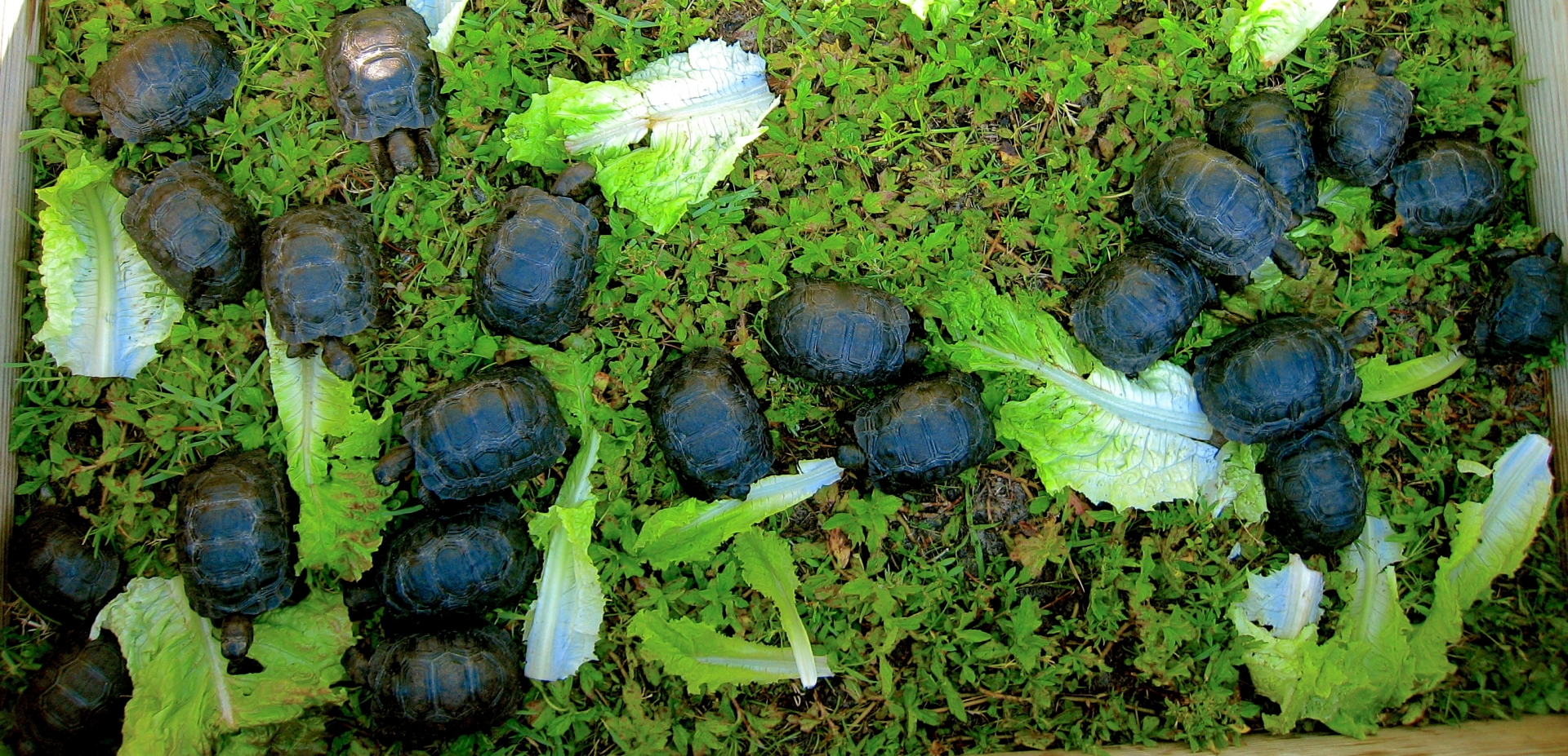 ALDABRA BREEDER